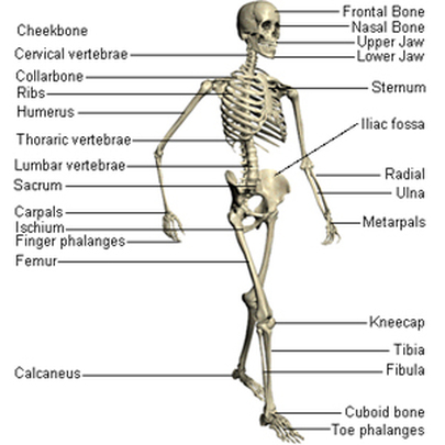 Skeletal System - Human Body System By:Tommy Lane